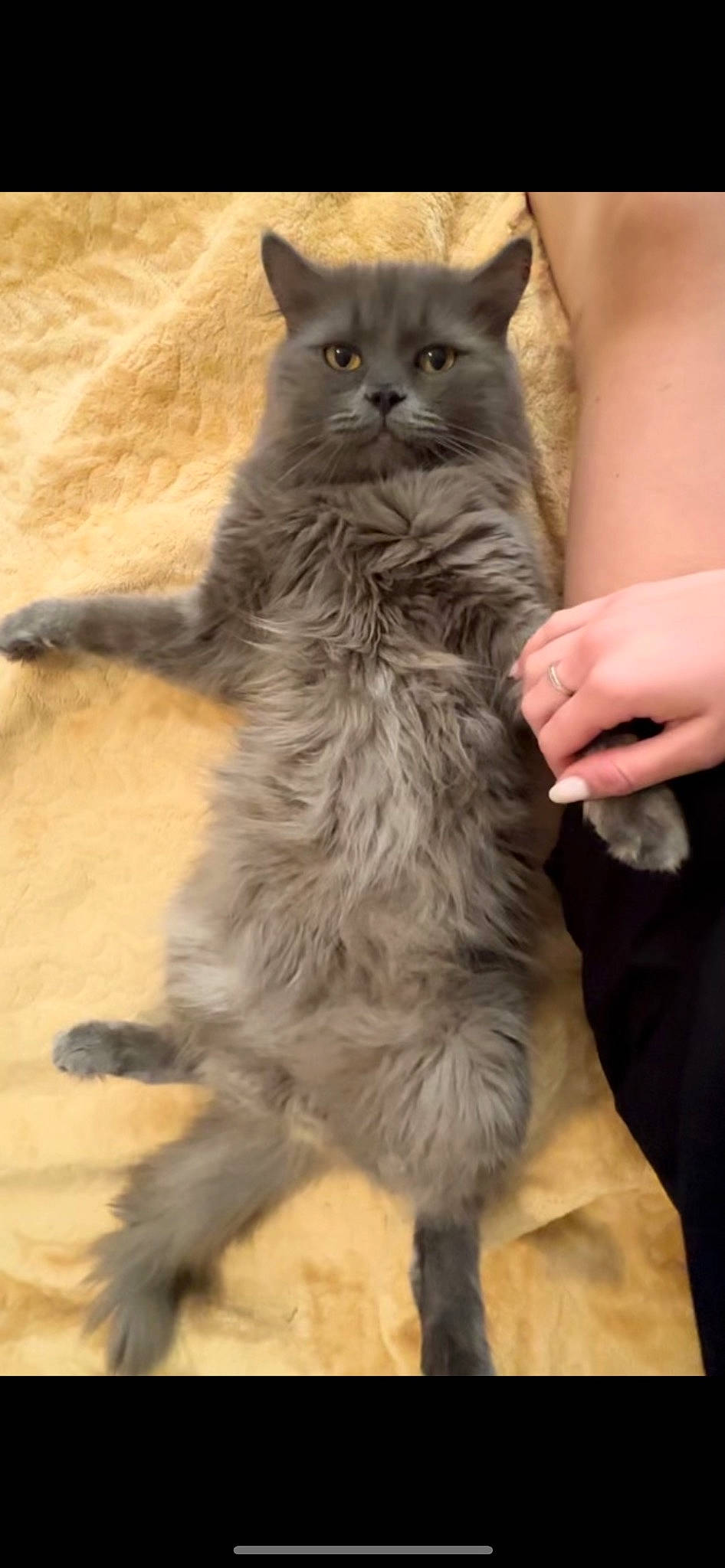 Skye joined the competition — help win amazing prizes! british_longhair, carnivore, cat, claw, comfort, domestic_short_haired_cat, felidae, flooring, fur, paw, sitting, small_to_medium_sized_cats, tail, terrestrial_animal, whiskers