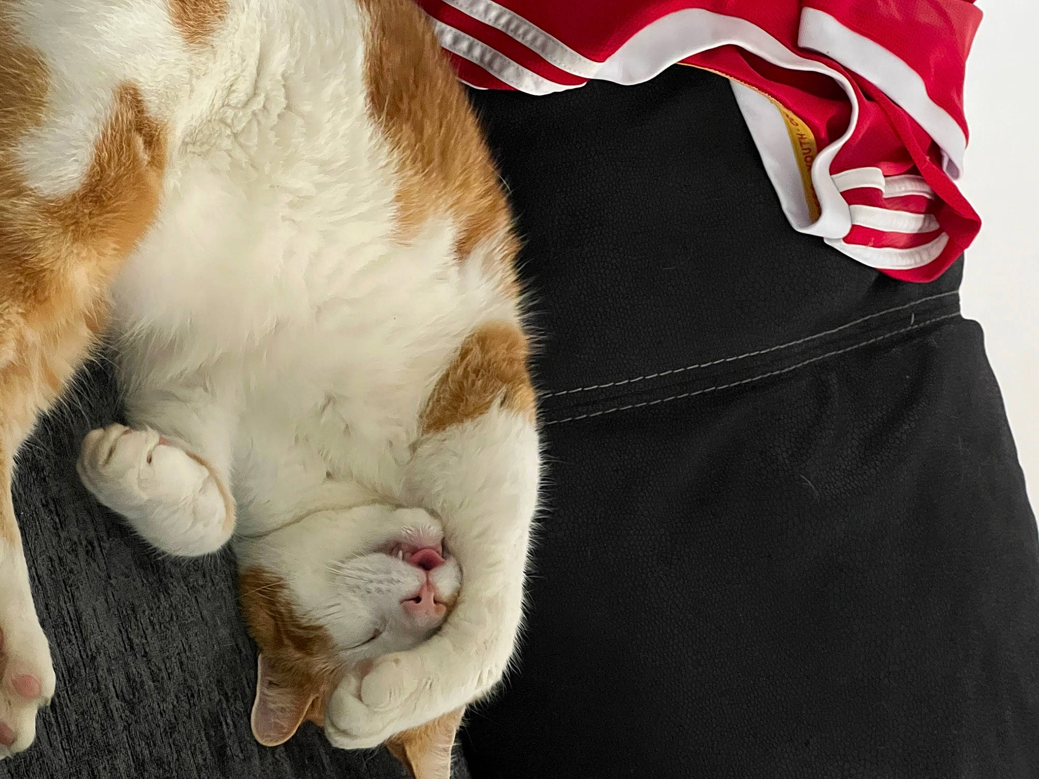 Humffrey is registered to the contest to win money with this photo: carmine, carnivore, cat, claw, comfort, domestic_short_haired_cat, fawn, felidae, foot, fur, human_leg, jersey, linens, paw, sleeve, small_to_medium_sized_cats, snout, sportswear, tail, whiskers