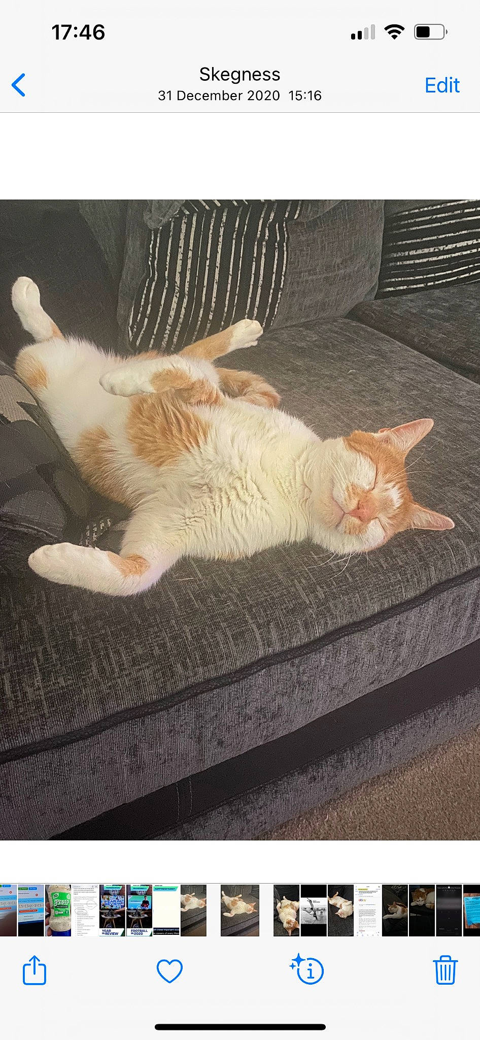 Geoffrey is registered to the contest to win money with this photo: canidae, carnivore, cat, claw, comfort, domestic_short_haired_cat, fawn, felidae, foot, fur, gesture, leg, nap, paw, rectangle, small_to_medium_sized_cats, snout, tail, whiskers, wood