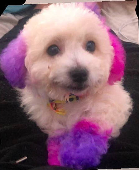 Poochi Poo joined the competition — help win amazing prizes! canidae, carnivore, companion_dog, dog, dog_breed, dog_supply, fur, labradoodle, magenta, maltepoo, pink, poodle, puppy_love, shih_poo, snout, sporting_group, terrier, toy, toy_dog, yorkipoo