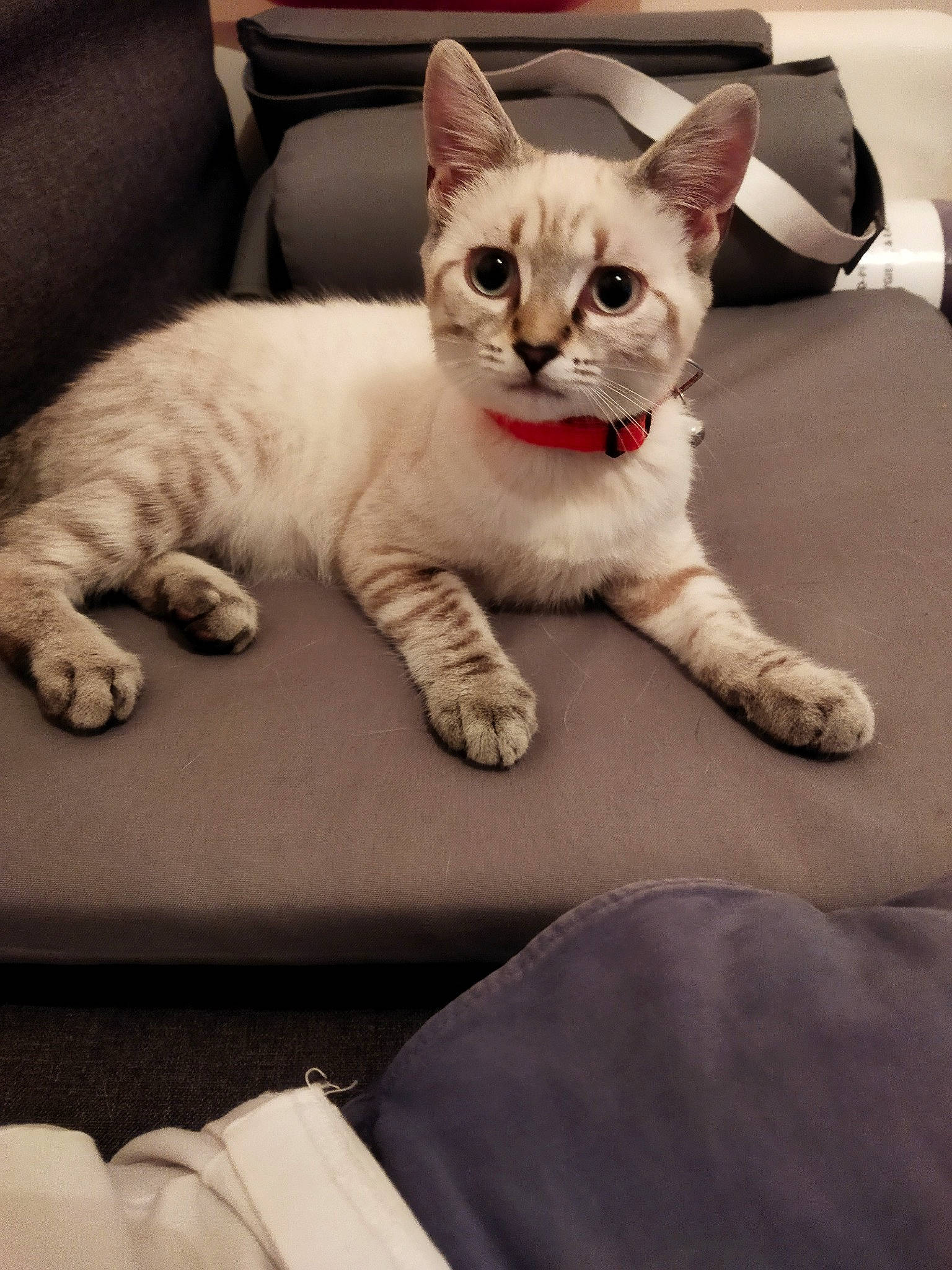 Browly a rejoint le concours — aidez-le/la à gagner de superbes lots ! carnivore, cat, comfort, domestic_short_haired_cat, felidae, fur, paw, sitting, small_to_medium_sized_cats, snout, tail, vehicle, whiskers