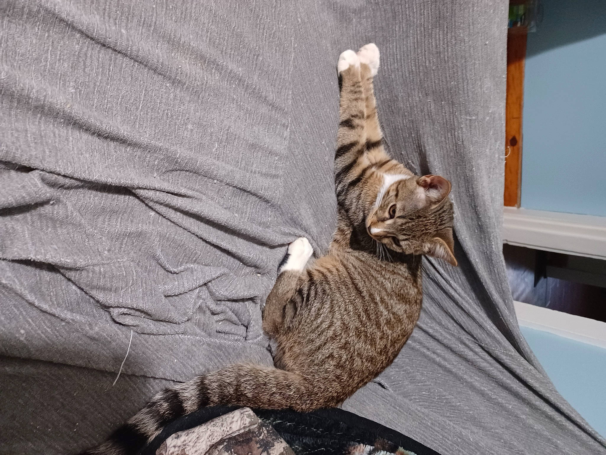 Mufassah is registered to the contest to win money with this photo: carnivore, cat, cat_bed, claw, comfort, domestic_short_haired_cat, fawn, felidae, fur, grey, hat, linens, paw, room, small_to_medium_sized_cats, tail, terrestrial_animal, whiskers, wildlife, wood