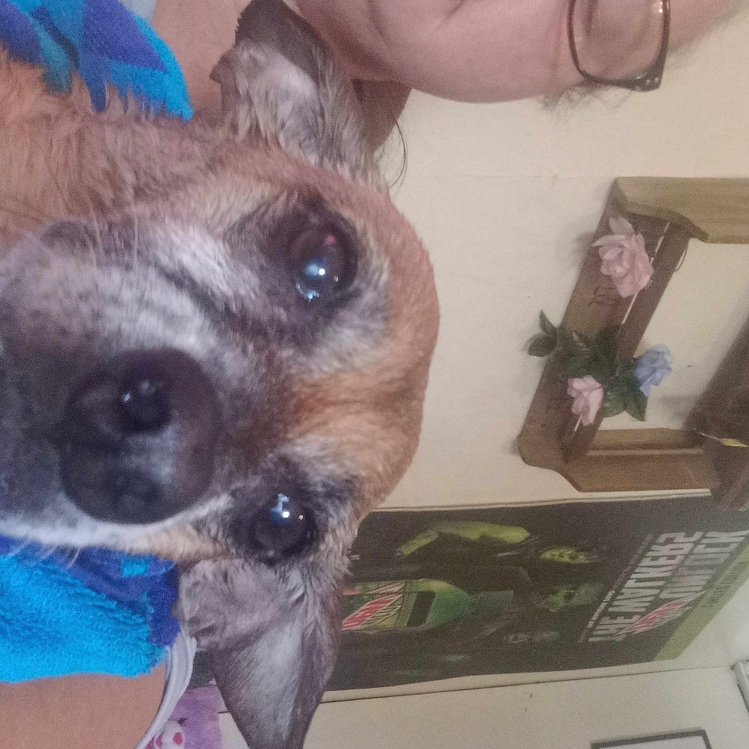 Loretta Lynn joined the competition — help win amazing prizes! canidae, carnivore, collar, comfort, companion_dog, dog, dog_breed, dog_supply, ear, fawn, fur, gesture, paw, picture_frame, plant, snout, sporting_group, toy_dog, whiskers, working_animal