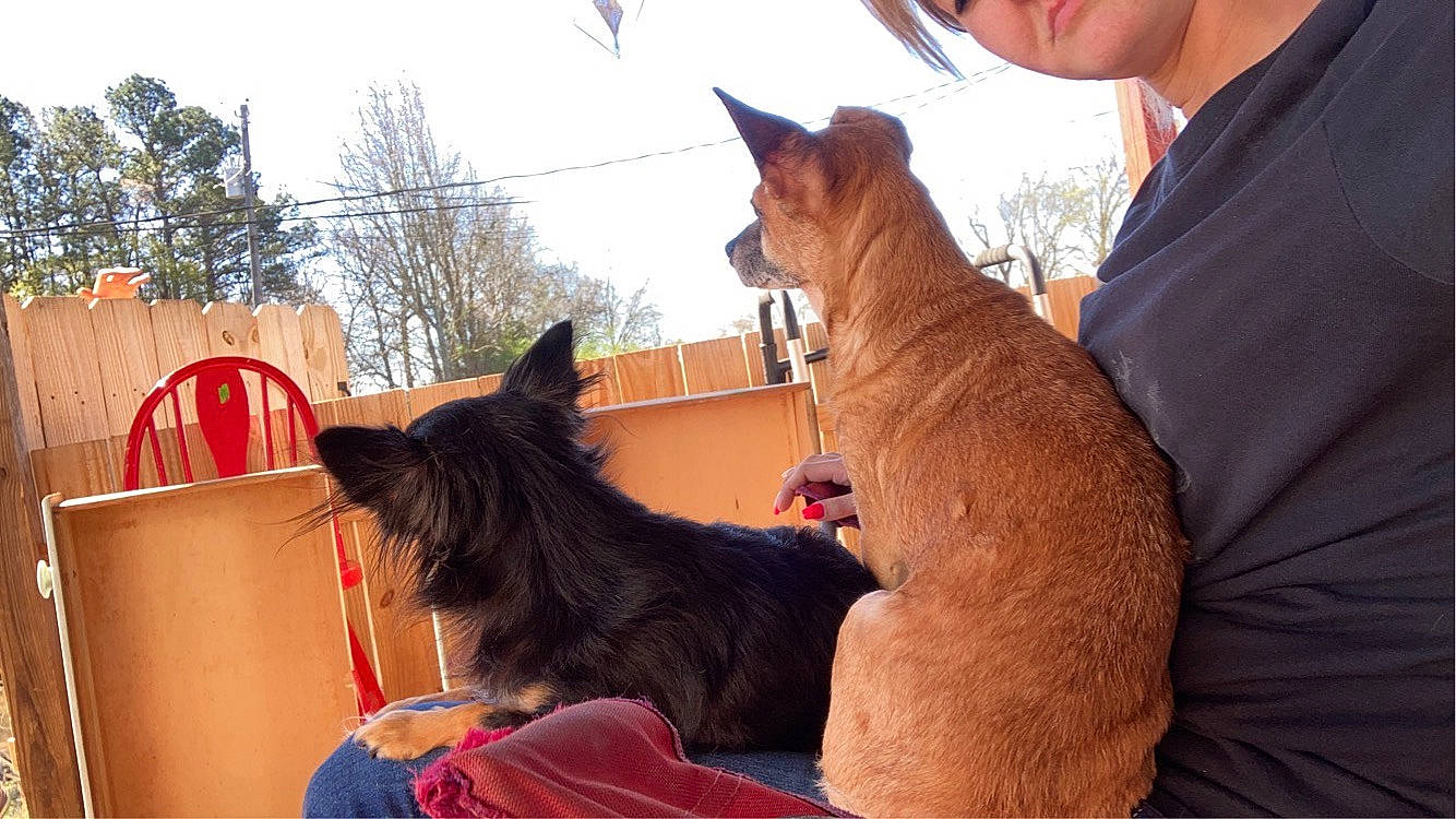 Loretta Lynn is registered to the contest to win money with this photo: canidae, carnivore, collar, companion_dog, dog, dog_breed, eyewear, fawn, felidae, fur, gesture, sky, small_to_medium_sized_cats, snout, sporting_group, standard_schnauzer, sunglasses, tail, tree, whiskers