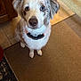 dog, indoor, carpet, tile_floor, heterochromia, blue_eye, brown_eye, pet, collar, attentive, cute, fur, mammal, animal, canine, looking_up, domestic, companion, foot, home