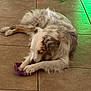 dog, toy, floor, tile, chewing, bone_toy, purple, green_light, pet, animal, playing, indoor, fur, white_fur, brown_fur, relaxed, paw, canine, pet_toy, laying_down