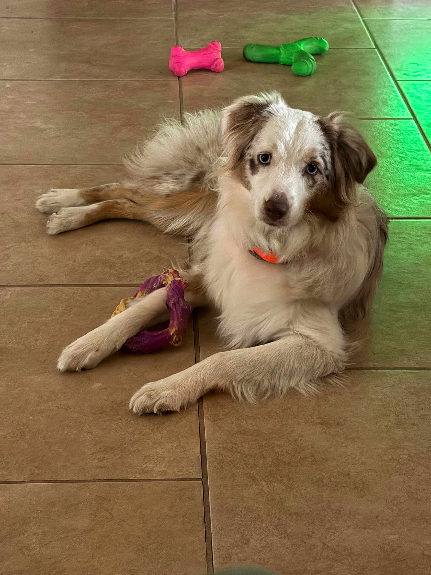 Maple is registered to the contest to win money with this photo: dog, puppy, indoor, floor, tile, toy, chew_toy, bone_toy, lying_down, pet, animal, fur, blue_eyes, collar, playful, cute, relaxed, domestic, canine, companion