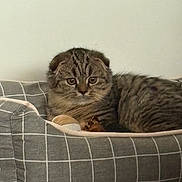 Nuggets a rejoint le concours — aidez-le/la à gagner de superbes lots ! cat, kitten, scottish_fold, tabby, pet_bed, gray, striped, fur, animal, cute, indoors, resting, feline, young_cat, ears, whiskers, eyes, cozy, comfort, portrait