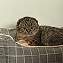 cat, kitten, scottish_fold, tabby, pet_bed, gray, striped, fur, animal, cute, indoors, resting, feline, young_cat, ears, whiskers, eyes, cozy, comfort, portrait