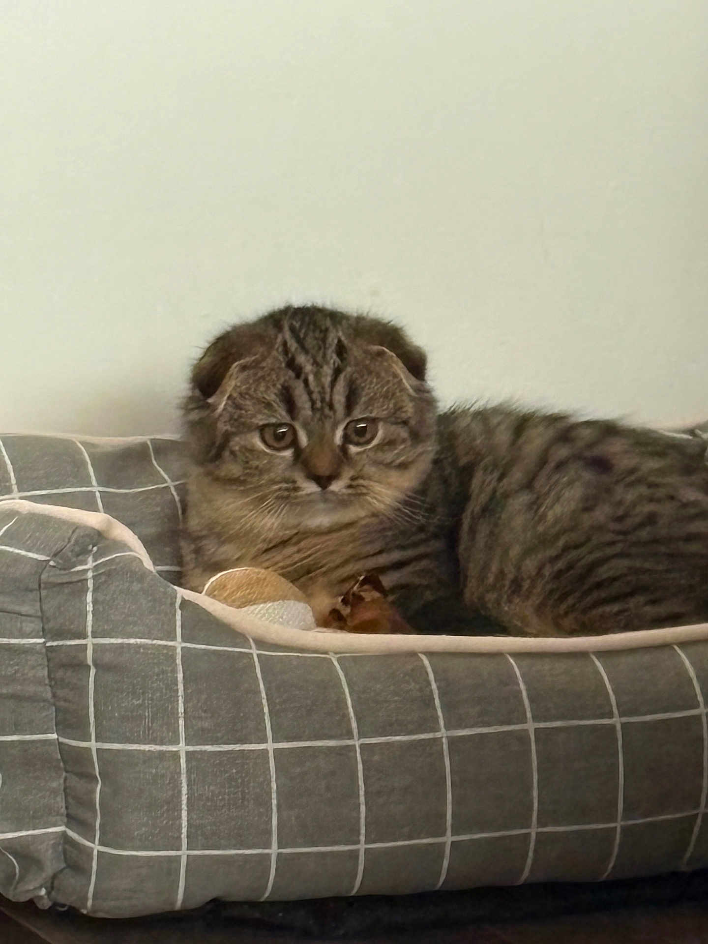 Nuggets a rejoint le concours — aidez-le/la à gagner de superbes lots ! cat, kitten, scottish_fold, tabby, pet_bed, gray, striped, fur, animal, cute, indoors, resting, feline, young_cat, ears, whiskers, eyes, cozy, comfort, portrait
