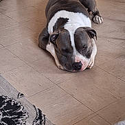 Balou participe au concours pour gagner de l'argent avec cette photo : animal, brown, calm, canine, carpet, cute, dog, domestic, ears, floor, indoor, nose, paw, pet, quiet, relaxed, resting, sleeping, tile, white