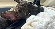 Java joined the competition — help win amazing prizes! dog, brindle, pet, resting, blanket, car_interior, ear, fur, close_up, cozy, relaxed, soft_texture, animal, portrait, looking, lying_down, domestic_animal, snout, seat, leash