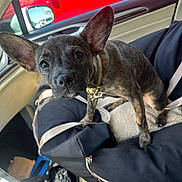 Java is registered to the contest to win money with this photo: animal, brindle, car_interior, closeup, collar, comfort, curious, dog, dog_bed, ears, indoor, leash, pet, pet_accessory, puppy, rearview_mirror, seat, transportation, vehicle, window