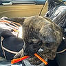 Java is registered to the contest to win money with this photo: puppy, dog, car_interior, chewing, straw, cup_holder, brindle_coat, sunlight, window, seat, seatbelt, pet, young_dog, playful, closeup, candid, animal, domestic_animal, transportation, leisure