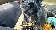 Java is registered to the contest to win money with this photo: animal, blanket, brindle, car_interior, closeup, collar, companion, cute, dog, ears, eyes, face, indoor, leash, paw, pet, puppy, resting, seat, toy