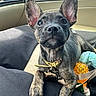 Java is registered to the contest to win money with this photo: puppy, dog, brindle, pet, car_interior, seat, blanket, toy, collar, leash, ears, face, eyes, paw, closeup, indoor, cute, animal, companion, resting