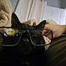 black_cat, glasses, reflection, emoji, blanket, cozy, indoor, pet, animal, face, ears, fur, resting, home, relaxed, tattoo, hand, soft, cute, closeup