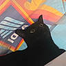 cat, black_cat, pet, animal, curious, wide_eyes, indoor, colorful, patterned_bag, fabric, close_up, portrait, playful, cute, domestic_cat, feline, whiskers, ears, texture, vibrant_colors