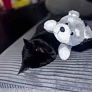 Cigarette is registered to the contest to win money with this photo: black_cat, stuffed_animal, sleeping, striped_surface, indoor, cozy, resting, toy, feline, soft_texture, gray_and_white, pet, animal, nap, bed, comfort, closeup, quiet, relaxation, cuddly