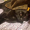 black_cat, cat, pet, hat, cap, bedspread, floral_pattern, animal, feline, resting, indoor, domestic_animal, cute, fur, whiskers, sleepy, close_up, cozy, relaxed, headwear