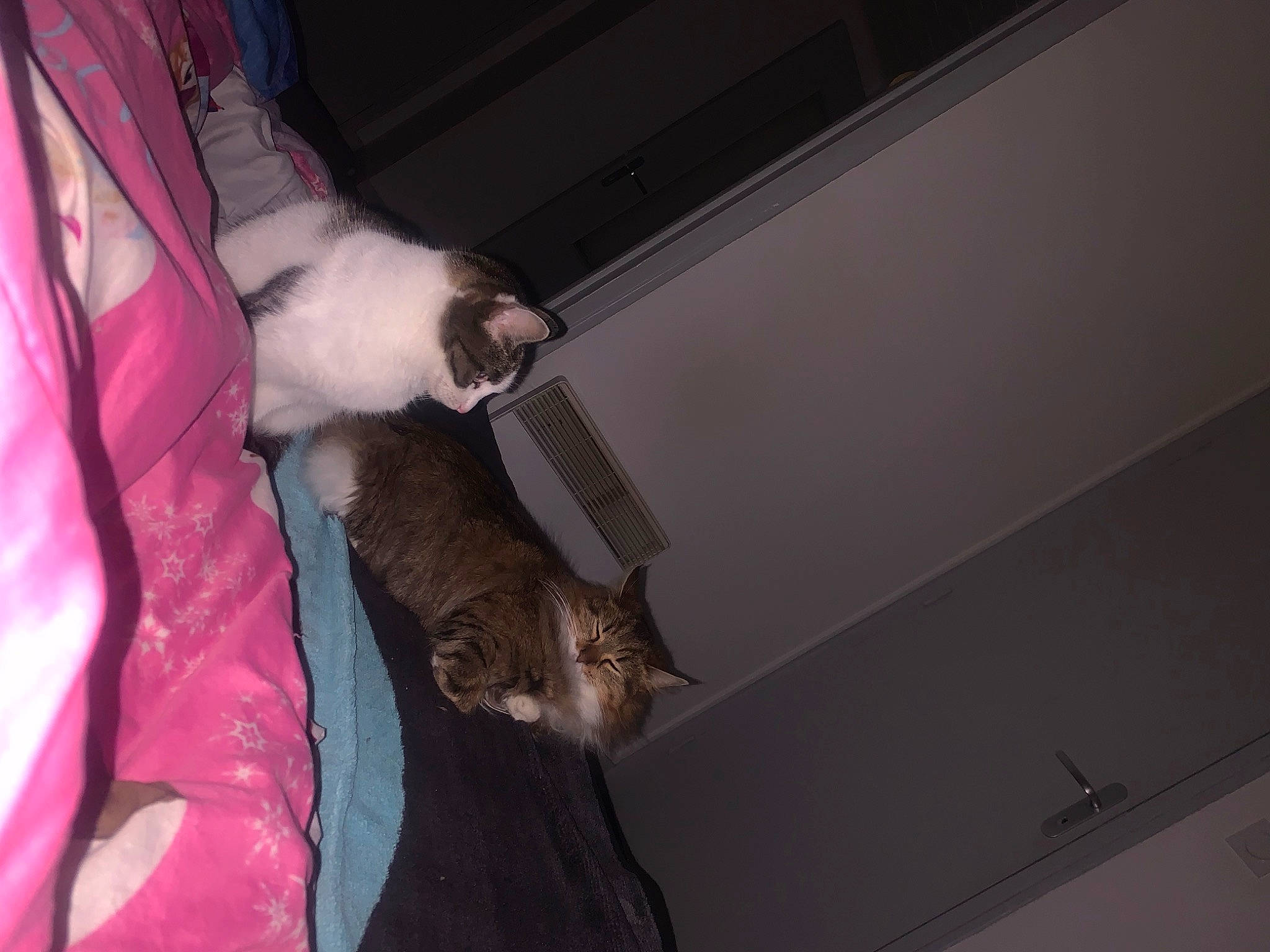 Mini participe au concours pour gagner de l'argent avec cette photo : carnivore, cat, comfort, companion_dog, darkness, domestic_short_haired_cat, felidae, fur, hardwood, human_leg, lap, leg, magenta, room, small_to_medium_sized_cats, tail, whiskers, wood