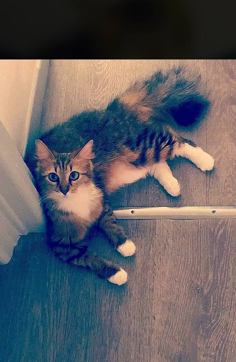 Mini a rejoint le concours — aidez-le/la à gagner de superbes lots ! carnivore, cat, cloud, comfort, domestic_short_haired_cat, electric_blue, felidae, fur, human_leg, mammal, meteorological_phenomenon, plant, sky, small_to_medium_sized_cats, snout, tail, tints_and_shades, vertebrate, whiskers, wood