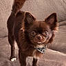 dog, chihuahua, brown_fur, white_paws, bandana, pet, animal, cute, alert, small_dog, indoors, blanket, fur, ears_up, standing, looking_at_camera, companion, domestic_animal, friendly, adorable