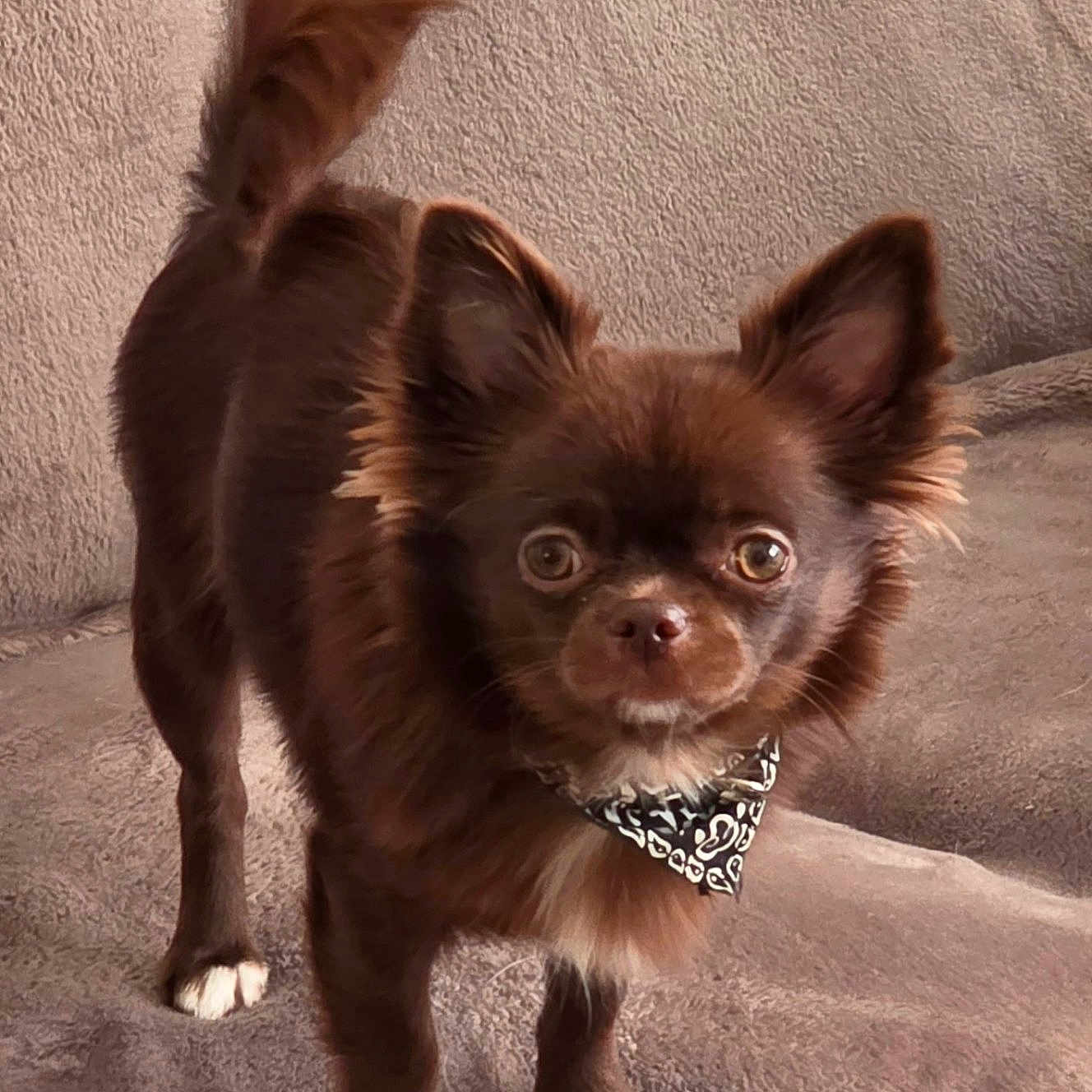 Kiara a rejoint le concours — aidez-le/la à gagner de superbes lots ! dog, chihuahua, brown_fur, white_paws, bandana, pet, animal, cute, alert, small_dog, indoors, blanket, fur, ears_up, standing, looking_at_camera, companion, domestic_animal, friendly, adorable