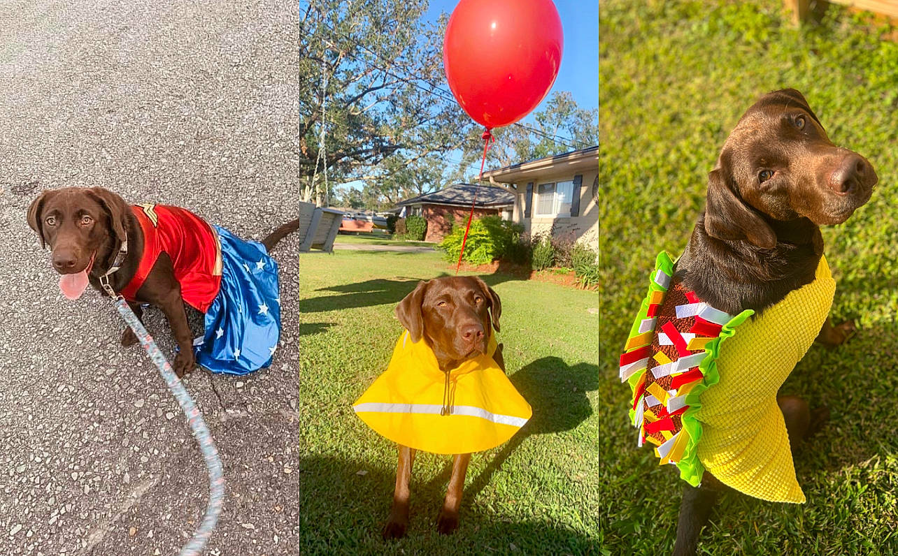 Tiva is registered to the contest to win money with this photo: art, balloon, canidae, carnivore, companion_dog, dog, dog_breed, dog_supply, fawn, fun, grass, grassland, happy, lawn, leisure, liver, people_in_nature, plant, sporting_group, tree