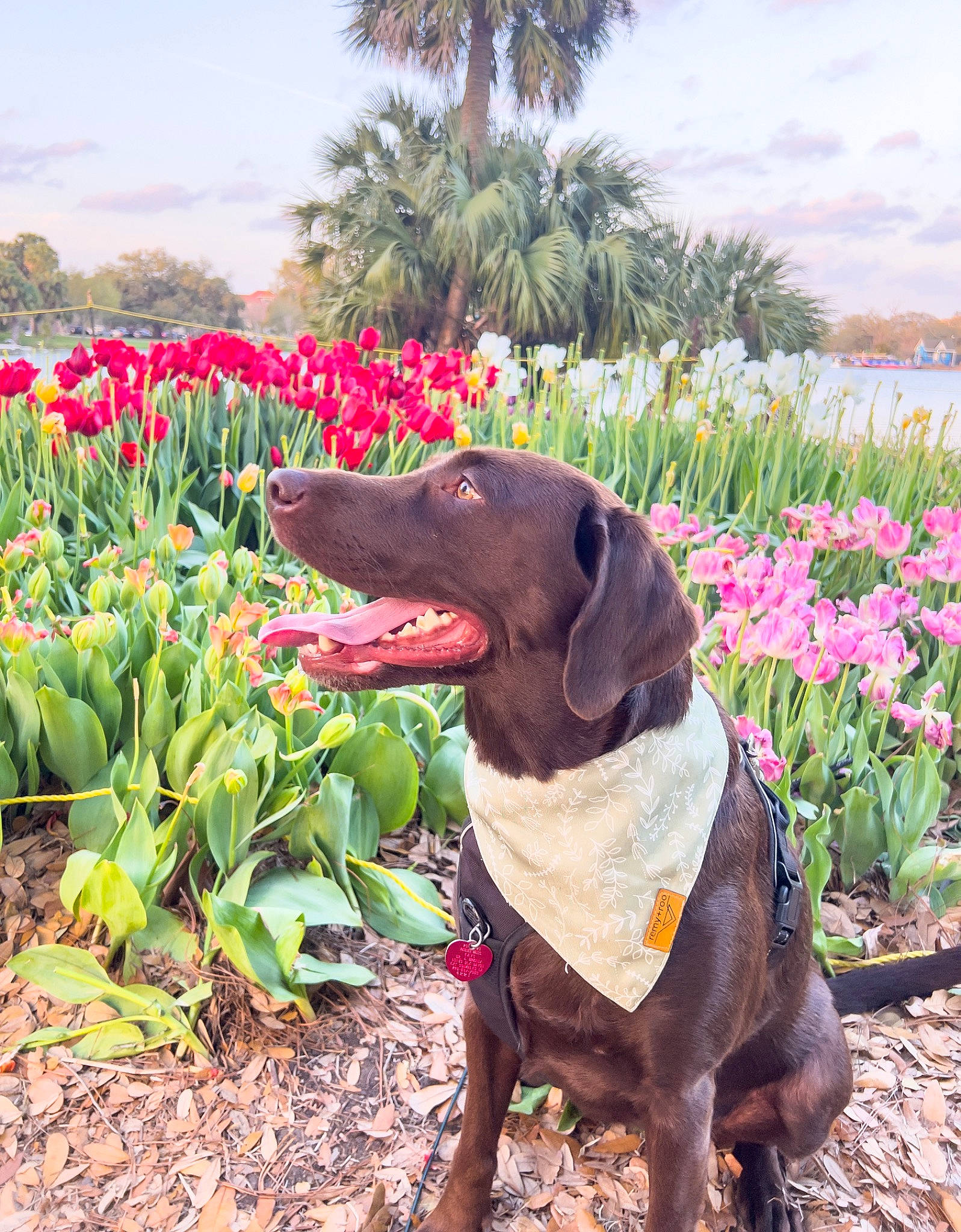Tiva joined the competition — help win amazing prizes! canidae, carnivore, cloud, collar, dog, dog_breed, dog_collar, fawn, flower, grass, groundcover, liver, palm_tree, plant, shrub, sky, sporting_group, terrestrial_plant, tree, working_animal