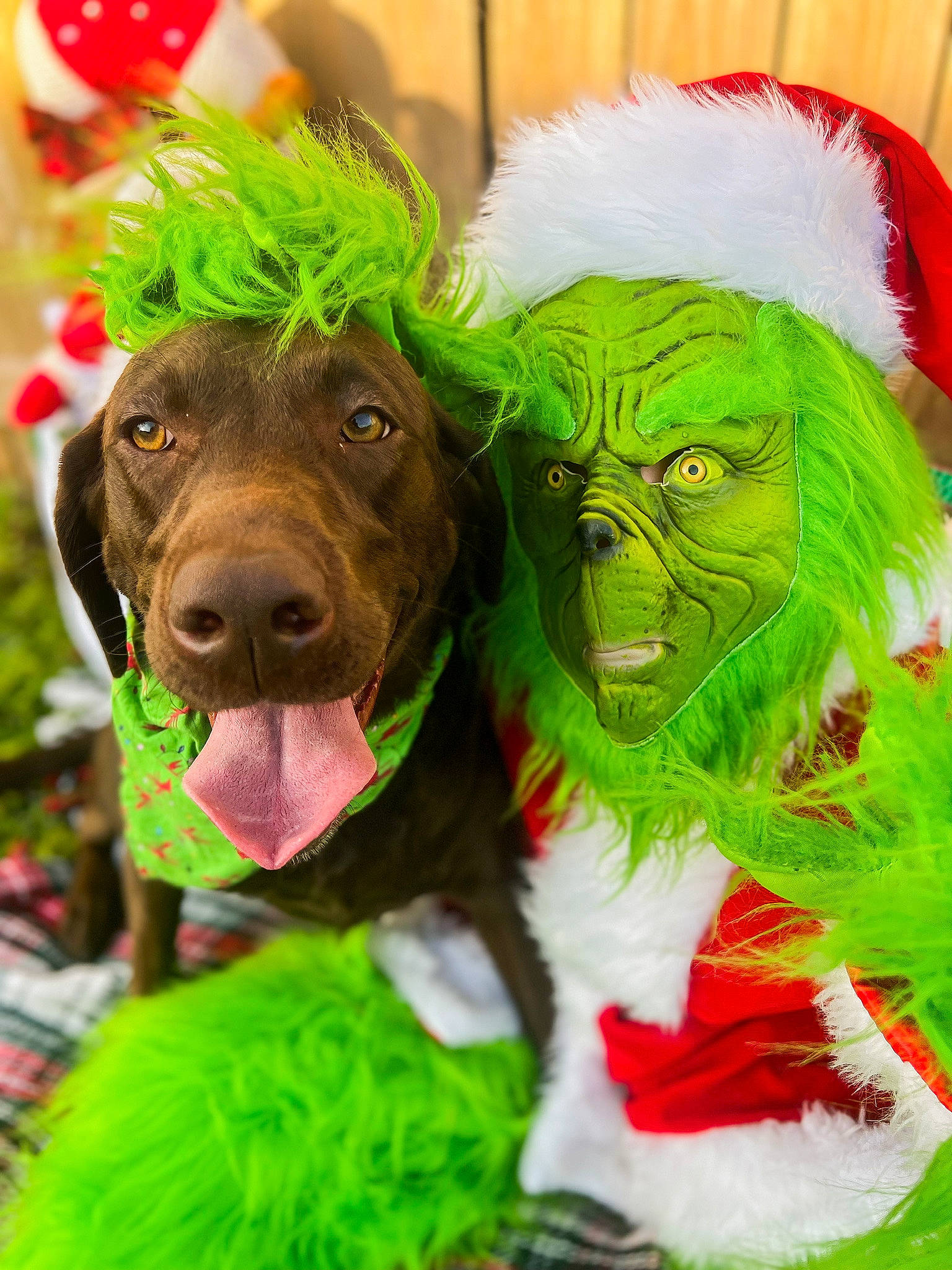 Tiva joined the competition — help win amazing prizes! companion_dog, costume, dog, dog_breed, event, fawn, fictional_character, fur, grass, green, liver, mammal, organism, plush, primate, snout, toy, vertebrate, wig, working_animal