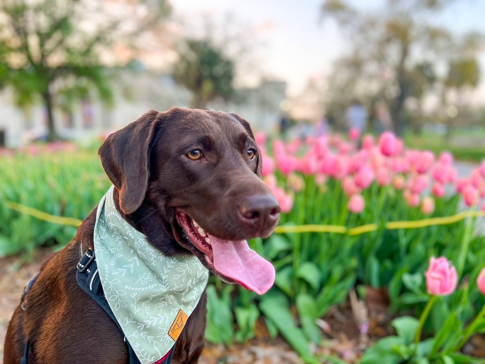 Tiva joined the competition — help win amazing prizes! carnivore, collar, companion_dog, dog, dog_breed, dog_collar, flower, grass, groundcover, gun_dog, leash, liver, pet_supply, petal, plant, snout, sporting_group, tree, whiskers, working_animal