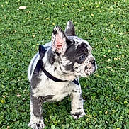 Bobby Jr joined the competition — help win amazing prizes! puppy, dog, french_bulldog, black_and_white, spotted, collar, ribbon, grass, clover, outdoor, animal, pet, young_dog, curious, standing, nature, greenery, small_dog, cute, adorable