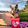 Bobby Jr is registered to the contest to win money with this photo: puppy, dog, french_bulldog, valentines_day, gift_bag, heart, outdoor, grass, sky, clouds, cute, animal, pet, love, box, wrapping_paper, playful, sunlight, nature, holiday