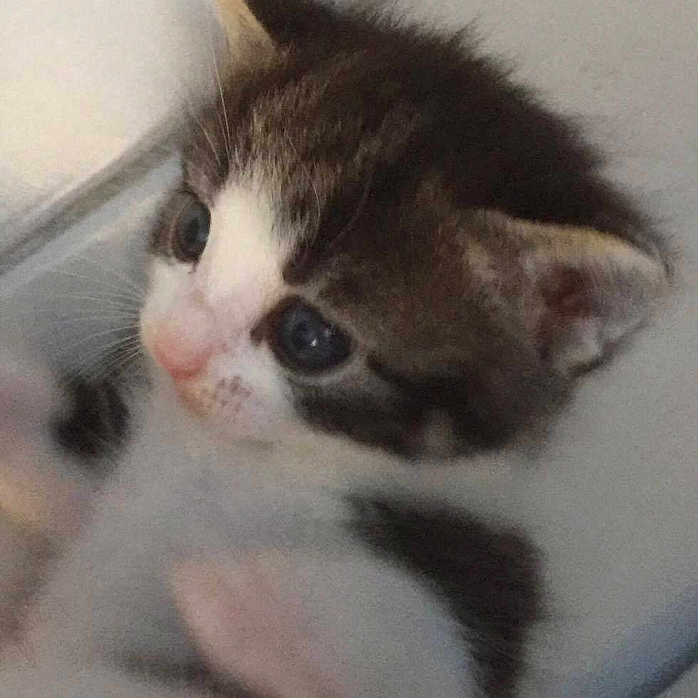 Mitsou a rejoint le concours — aidez-le/la à gagner de superbes lots ! animal, blue_eyes, cat, close_up, curious, cute, domestic_animal, ears, feline, fur, head, indoor, kitten, nose, pet, portrait, small, soft, whiskers, young