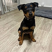 Atchoum a rejoint le concours — aidez-le/la à gagner de superbes lots ! puppy, dog, black, tan, indoor, floor, wooden_floor, pet_bed, baby_gate, collar, sitting, cute, small_dog, canine, young_dog, ears, looking_up, pet, domestic_animal, flooring
