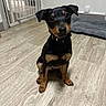 puppy, dog, black, tan, indoor, floor, wooden_floor, pet_bed, baby_gate, collar, sitting, cute, small_dog, canine, young_dog, ears, looking_up, pet, domestic_animal, flooring