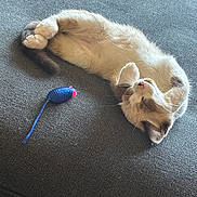 Yuki Sora Clark is registered to the contest to win money with this photo: cat, pet, animal, feline, sleeping, relaxed, upside_down, fluffy, white_fur, gray_fur, paws, whiskers, pink_nose, couch, indoor, home, toy, plaything, sunlight, cute