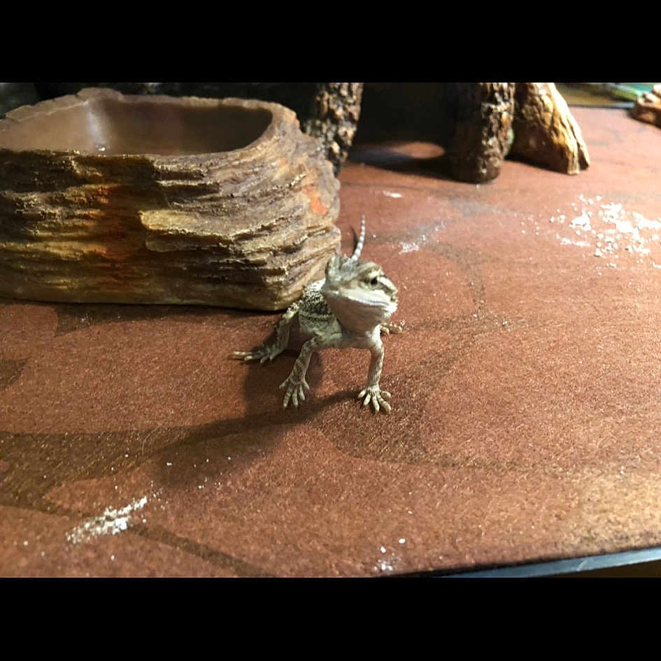 This Is Not A Dog joined the competition — help win amazing prizes! lizard, reptile
