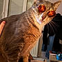 abyssinian, accessories, animal, bodypart, cat, chair, couch, curtain, finger, furniture, glasses, hand, hardwood, homedecor, manx, person, pet, plywood, sunglasses, wood