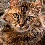 Marmelade participe au concours pour gagner de l'argent avec cette photo : animal, calm, cat, closeup, ears, eyes, feline, fluffy, fur, majestic, muzzle, nature, outdoor, pet, portrait, relaxed, rock, stone, whiskers, wild