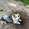 dog, corgi, animal, pet, outdoor, grass, dirt, hole, playful, happy, canine, fur, harness, nature, excited, digging, smiling, ground, muzzle, ears