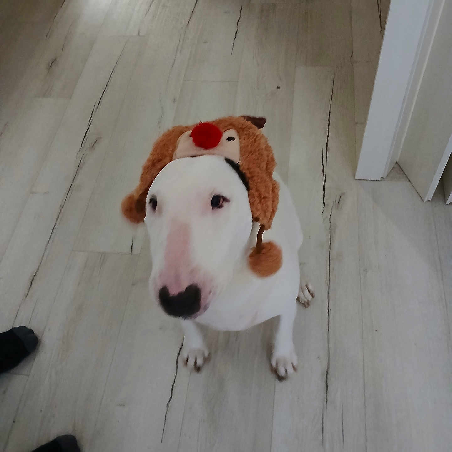 Mercedes participe au concours pour gagner de l'argent avec cette photo : animal, bulldog, canine, clothing, dog, face, footwear, hardwood, head, hound, indoors, interiordesign, labradorretriever, pet, plush, puppy, shoe, toy, whitedog, wood