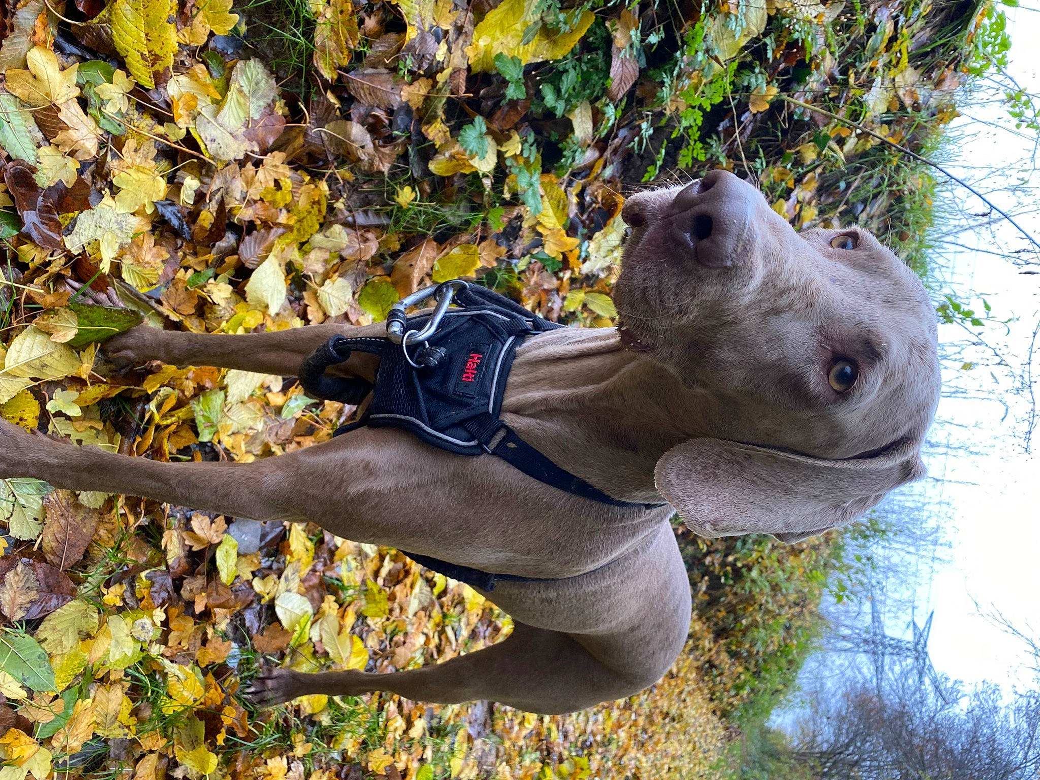 Palma a rejoint le concours — aidez-le/la à gagner de superbes lots ! art, branch, deciduous, fawn, grass, koala, lawn_ornament, plant, sculpture, snout, statue, tail, terrestrial_animal, tree, trunk, twig, wildlife, wood, woody_plant, working_animal