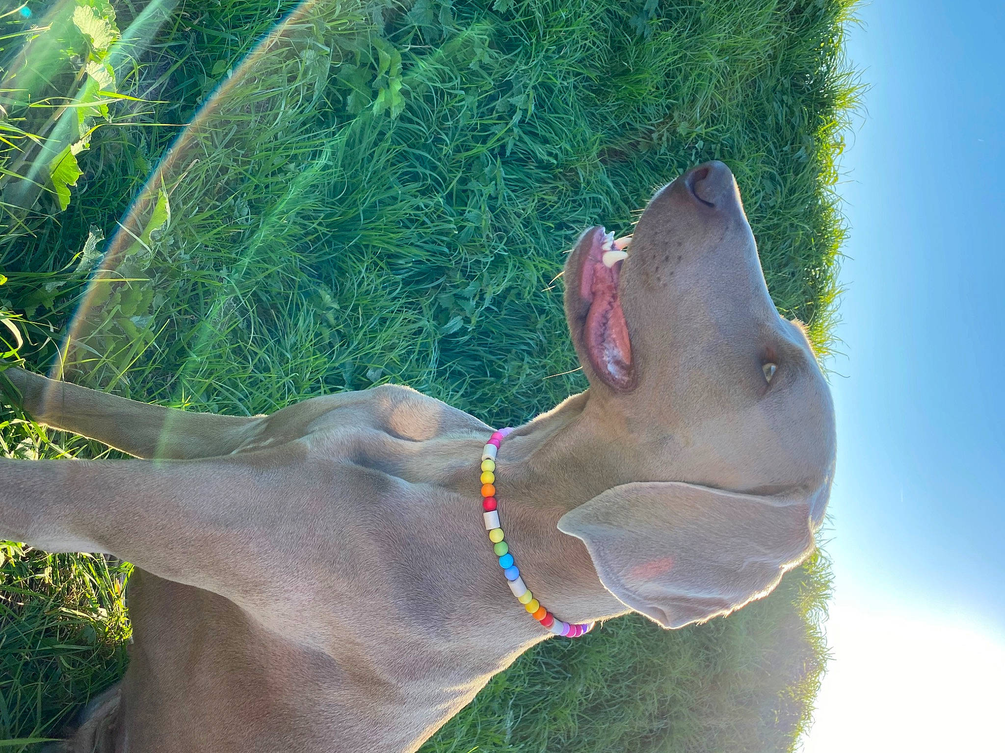 Palma a rejoint le concours — aidez-le/la à gagner de superbes lots ! dinosaur, dog_breed, fawn, foot, gesture, grass, human_leg, jaw, light, organism, pack_animal, plant, snout, sporting_group, tail, terrestrial_animal, water, wildlife, working_animal, wrinkle