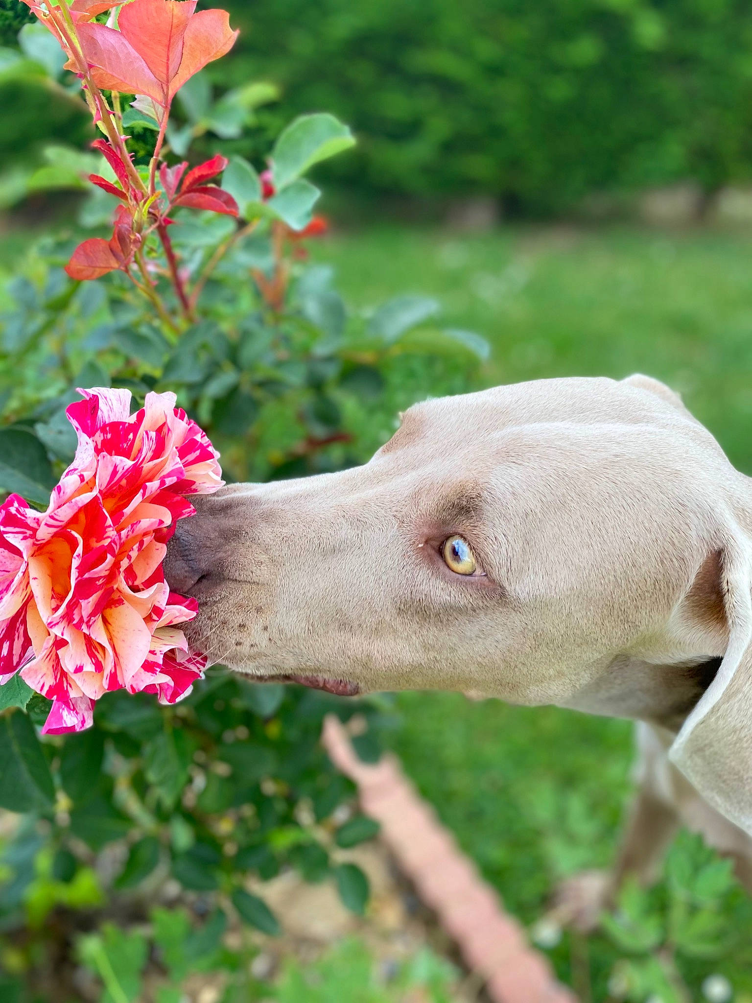 Palma a rejoint le concours — aidez-le/la à gagner de superbes lots ! annual_plant, canidae, carnivore, collar, companion_dog, dog, dog_breed, fawn, flower, flowering_plant, grass, liver, petal, plant, shrub, snout, sporting_group, terrestrial_animal, terrestrial_plant, working_animal