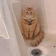 Mango joined the competition — help win amazing prizes! cat, ginger_cat, bathtub, bathroom, shower_curtain, pet, fur, animal, domestic_cat, sitting, curious, wide_eyes, tail, tile_wall, drain, collar, indoor, cute, fluffy, portrait