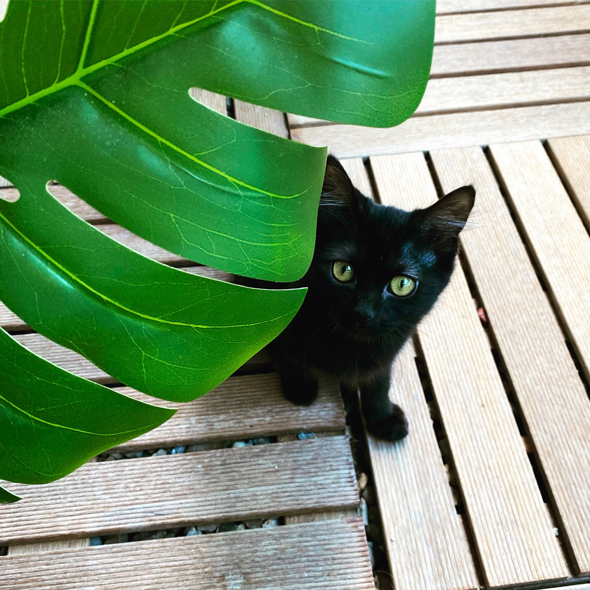 Rebelle participe au concours pour gagner de l'argent avec cette photo : black_cat, bombay, carnivore, cat, domestic_short_haired_cat, felidae, flowering_plant, fur, grass, hardwood, leaf, line, plant, plant_stem, small_to_medium_sized_cats, snout, tail, terrestrial_plant, whiskers, wood