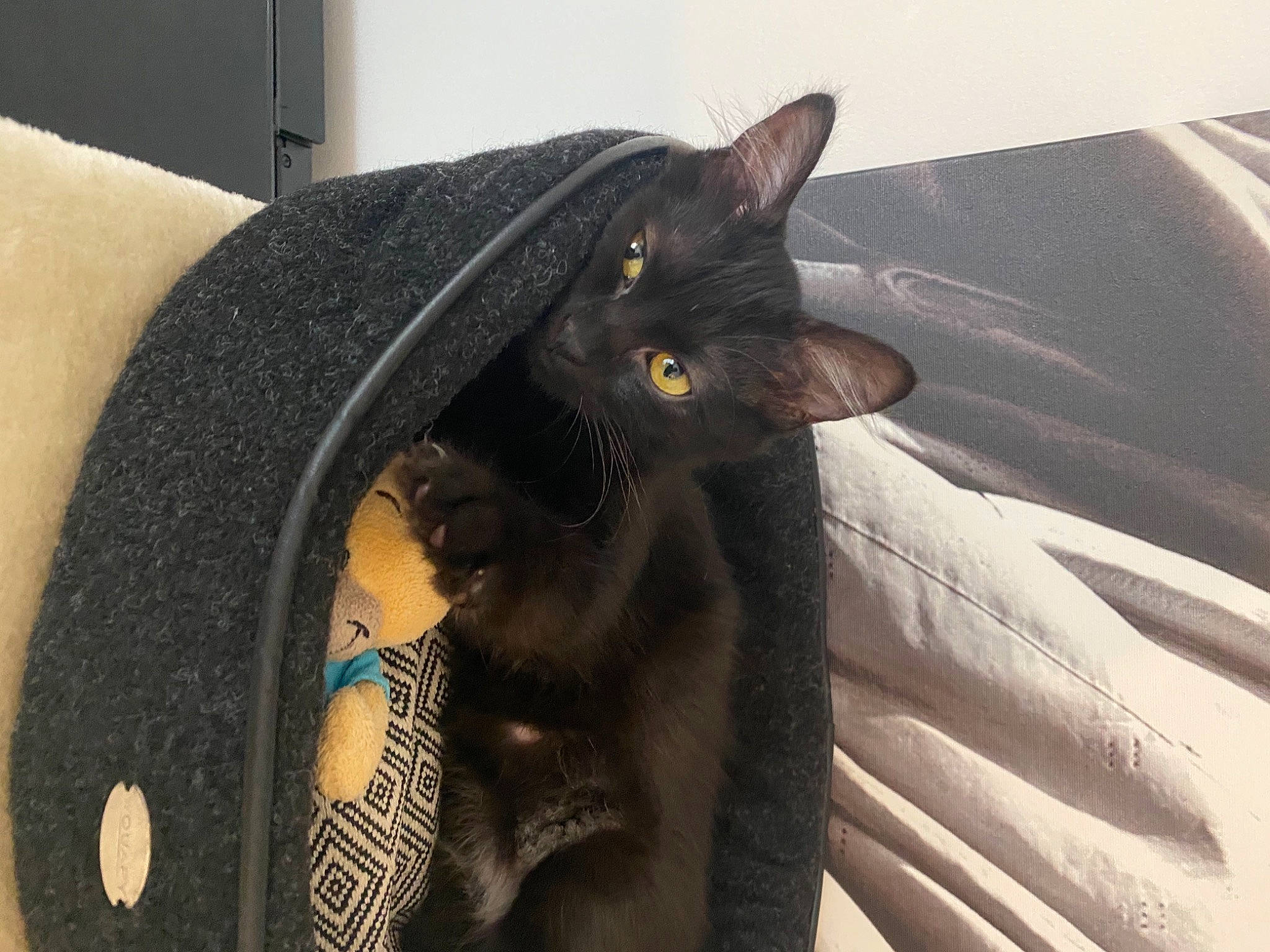 Rebelle participe au concours pour gagner de l'argent avec cette photo : auto_part, bag, black_cat, carnivore, cat, claw, comfort, domestic_short_haired_cat, electric_blue, fashion_accessory, felidae, fur, grey, havana_brown, leather, paw, small_to_medium_sized_cats, snout, tail, whiskers