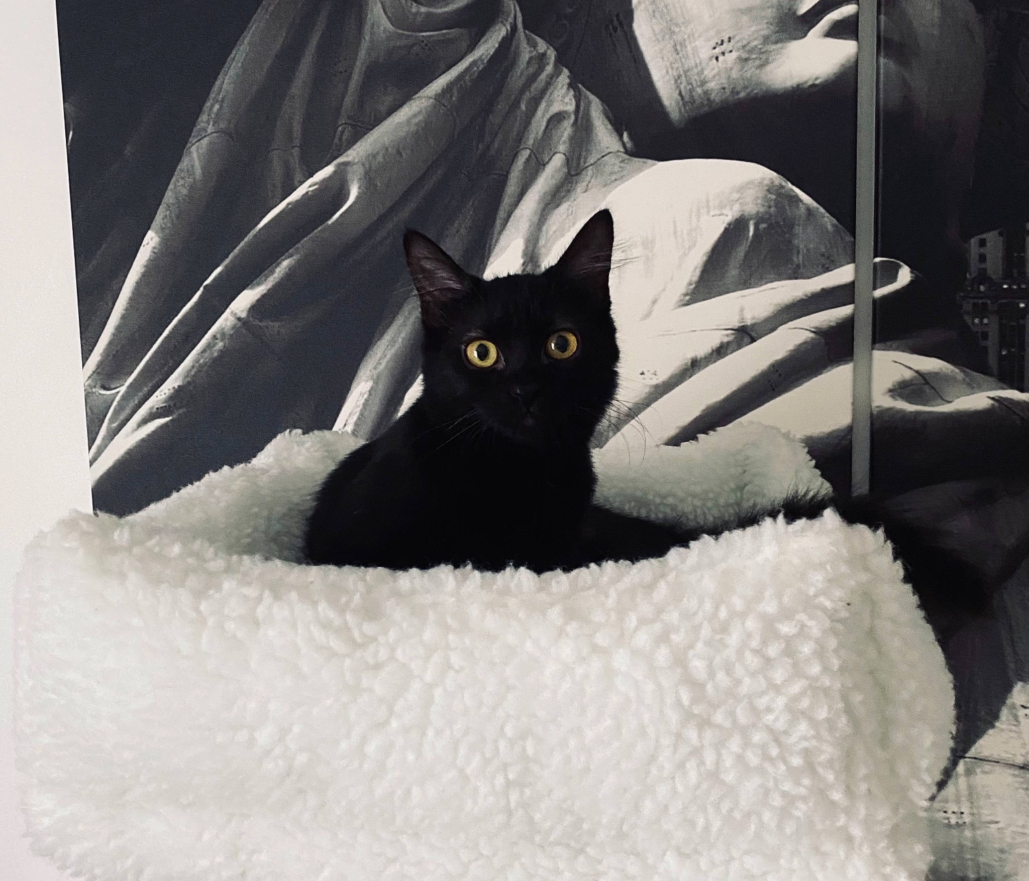 Rebelle a rejoint le concours — aidez-le/la à gagner de superbes lots ! black_cat, bombay, carnivore, cat, cat_supply, comfort, domestic_short_haired_cat, felidae, fur, grey, linens, monochrome_photography, pattern, sleeve, small_to_medium_sized_cats, snout, tail, terrestrial_animal, tints_and_shades, whiskers
